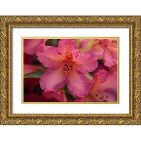 Exotic Rhodies X Gold Ornate Wood Framed Art Print with Double Matting by Crane, Rita