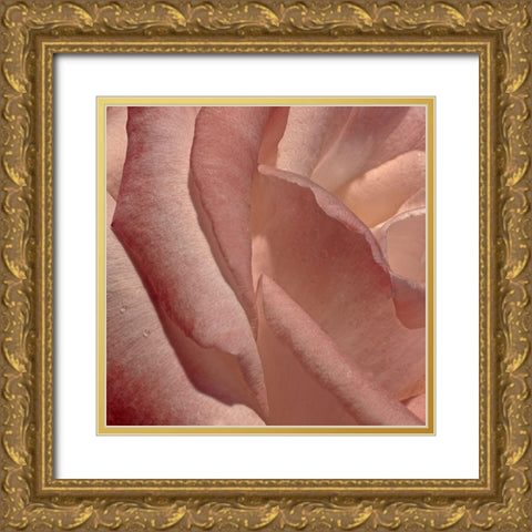 Heart of a Rose XI Gold Ornate Wood Framed Art Print with Double Matting by Crane, Rita