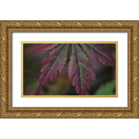 Autumn Maple I Gold Ornate Wood Framed Art Print with Double Matting by Crane, Rita
