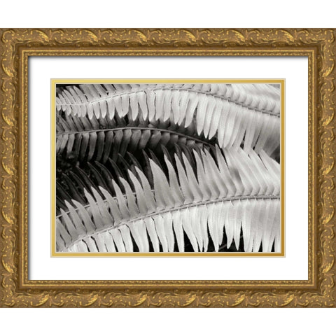 Fern II Gold Ornate Wood Framed Art Print with Double Matting by Christensen, Jim