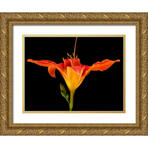 Day Lily I Gold Ornate Wood Framed Art Print with Double Matting by Christensen, Jim