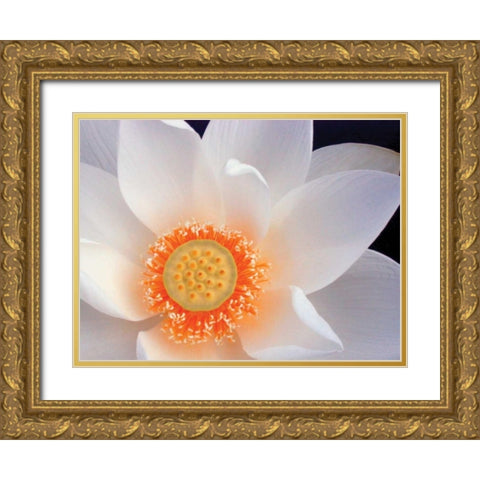 Lotus I Gold Ornate Wood Framed Art Print with Double Matting by Christensen, Jim