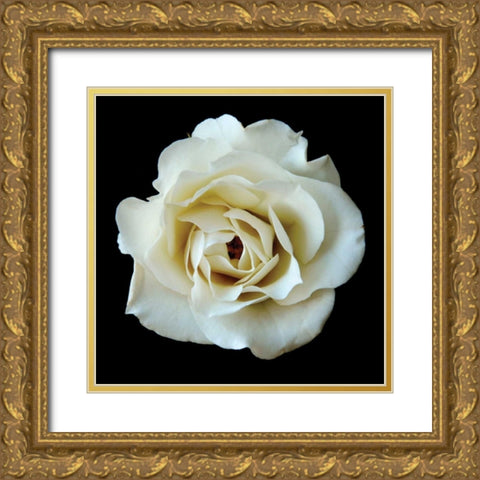 White Rose II Gold Ornate Wood Framed Art Print with Double Matting by Christensen, Jim