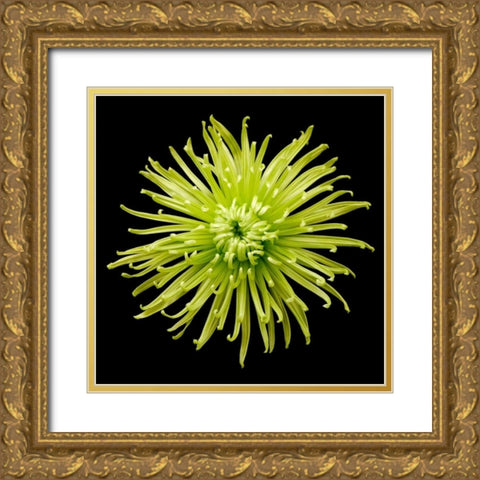 Chrysanthemum II Gold Ornate Wood Framed Art Print with Double Matting by Christensen, Jim