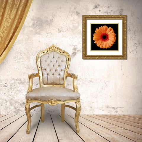 Orange Gerber Daisy Gold Ornate Wood Framed Art Print with Double Matting by Christensen, Jim