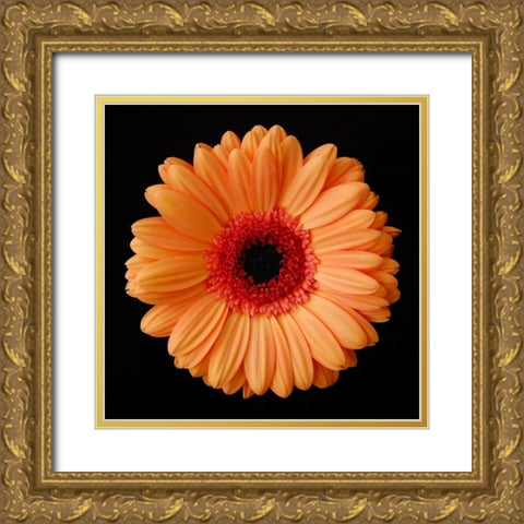 Orange Gerber Daisy Gold Ornate Wood Framed Art Print with Double Matting by Christensen, Jim