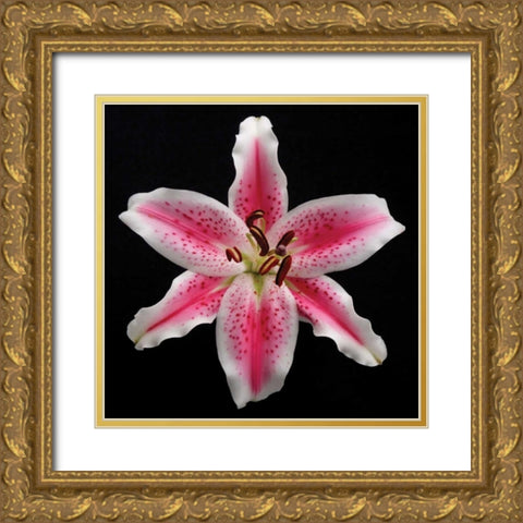 Pink Lily Gold Ornate Wood Framed Art Print with Double Matting by Christensen, Jim