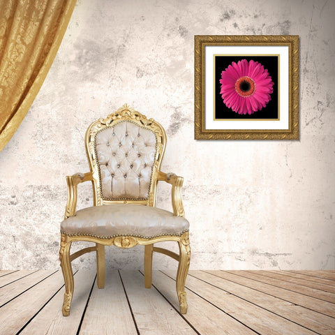 Pink Gerbera Daisy Gold Ornate Wood Framed Art Print with Double Matting by Christensen, Jim