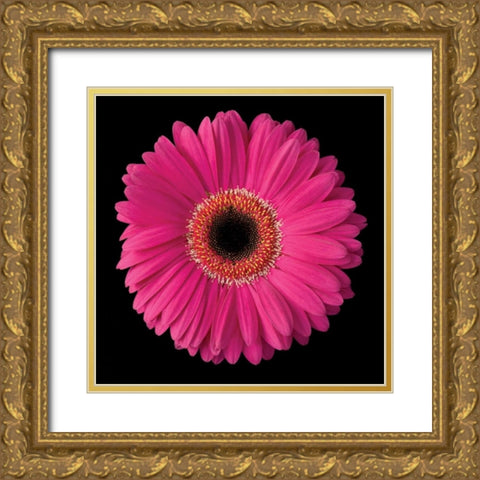Pink Gerbera Daisy Gold Ornate Wood Framed Art Print with Double Matting by Christensen, Jim