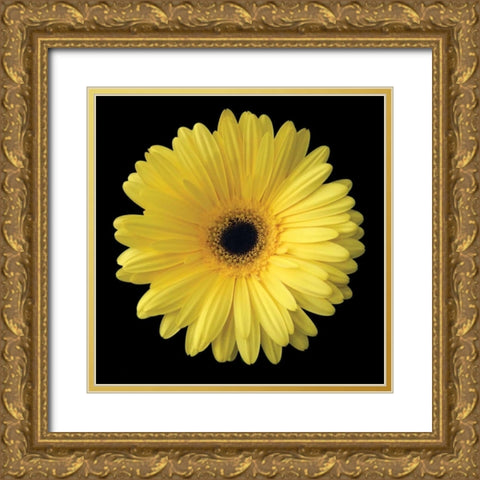 Yellow Gerbera Daisy Gold Ornate Wood Framed Art Print with Double Matting by Christensen, Jim