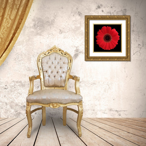 Red Gerbera Daisy Gold Ornate Wood Framed Art Print with Double Matting by Christensen, Jim
