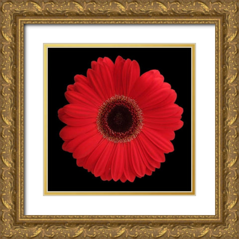 Red Gerbera Daisy Gold Ornate Wood Framed Art Print with Double Matting by Christensen, Jim