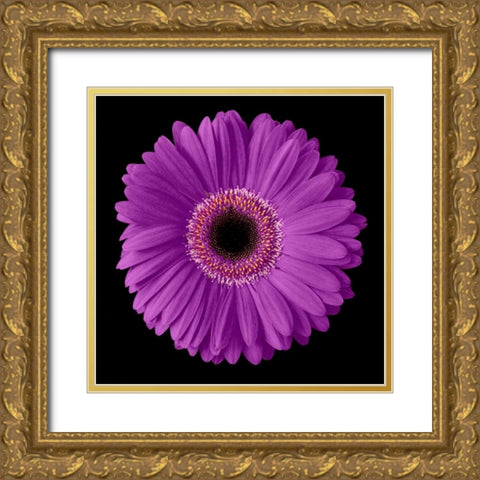Purple Gerbera Daisy Gold Ornate Wood Framed Art Print with Double Matting by Christensen, Jim