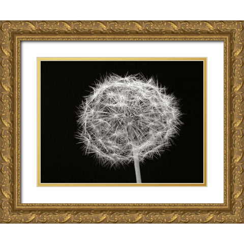 Dandelion 1 Gold Ornate Wood Framed Art Print with Double Matting by Christensen, Jim