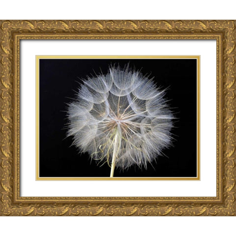 Goats Beard 1 Gold Ornate Wood Framed Art Print with Double Matting by Christensen, Jim