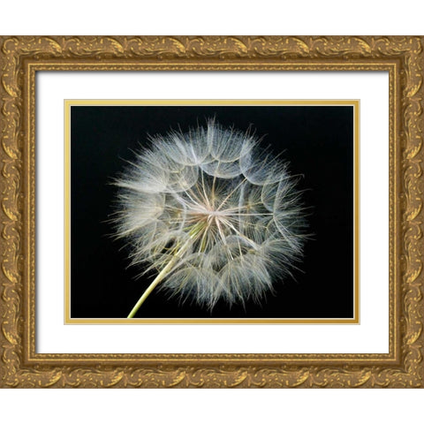Goats Beard 2 Gold Ornate Wood Framed Art Print with Double Matting by Christensen, Jim