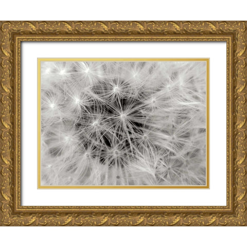 Dandelion 2 Gold Ornate Wood Framed Art Print with Double Matting by Christensen, Jim