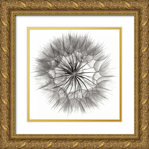 Goats Beard 4 Gold Ornate Wood Framed Art Print with Double Matting by Christensen, Jim