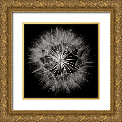 Goats Beard 5 Gold Ornate Wood Framed Art Print with Double Matting by Christensen, Jim