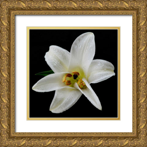 Lily on Black II Gold Ornate Wood Framed Art Print with Double Matting by Christensen, Jim