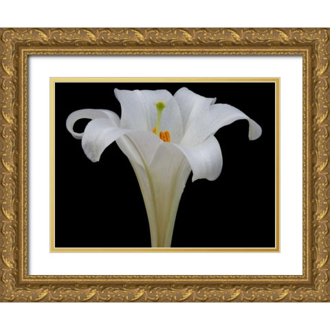 Lily on Black IV Gold Ornate Wood Framed Art Print with Double Matting by Christensen, Jim