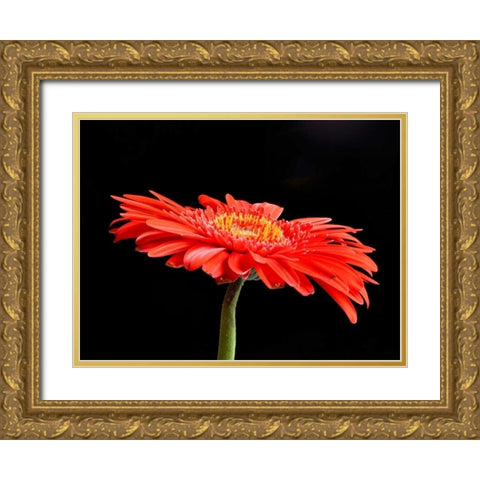 Gerber Angle V Gold Ornate Wood Framed Art Print with Double Matting by Christensen, Jim
