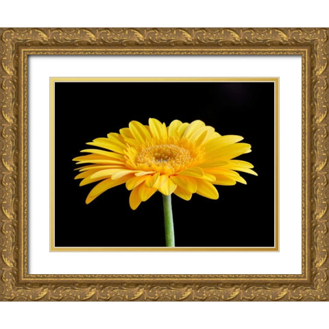 Gerber Angle VI Gold Ornate Wood Framed Art Print with Double Matting by Christensen, Jim