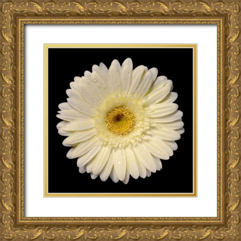 Drops on Gerber I Gold Ornate Wood Framed Art Print with Double Matting by Christensen, Jim