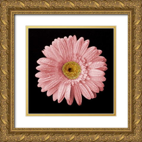Drops on Gerber II Gold Ornate Wood Framed Art Print with Double Matting by Christensen, Jim
