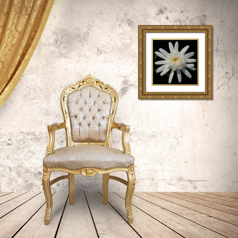 Flower on Black I Gold Ornate Wood Framed Art Print with Double Matting by Christensen, Jim