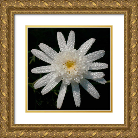 Flower on Black I Gold Ornate Wood Framed Art Print with Double Matting by Christensen, Jim