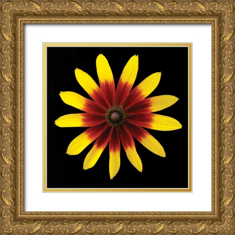 Flower on Black II Gold Ornate Wood Framed Art Print with Double Matting by Christensen, Jim