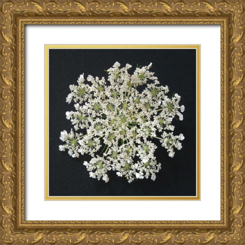 Queen Annes Lace I Gold Ornate Wood Framed Art Print with Double Matting by Christensen, Jim