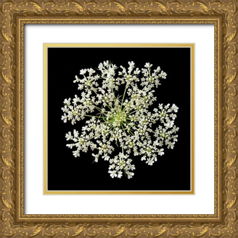 Queen Annes Lace II Gold Ornate Wood Framed Art Print with Double Matting by Christensen, Jim