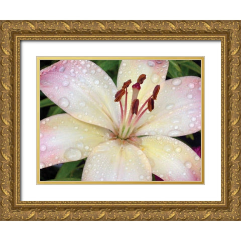 Flower After Rain I Gold Ornate Wood Framed Art Print with Double Matting by Christensen, Jim
