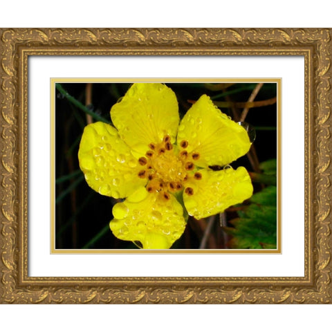 Flower After Rain III Gold Ornate Wood Framed Art Print with Double Matting by Christensen, Jim