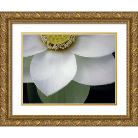 Macro Lotus Gold Ornate Wood Framed Art Print with Double Matting by Christensen, Jim