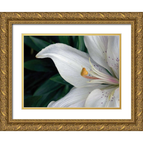 Macro Lily Gold Ornate Wood Framed Art Print with Double Matting by Christensen, Jim