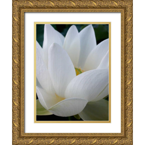 Lotus Gold Ornate Wood Framed Art Print with Double Matting by Christensen, Jim
