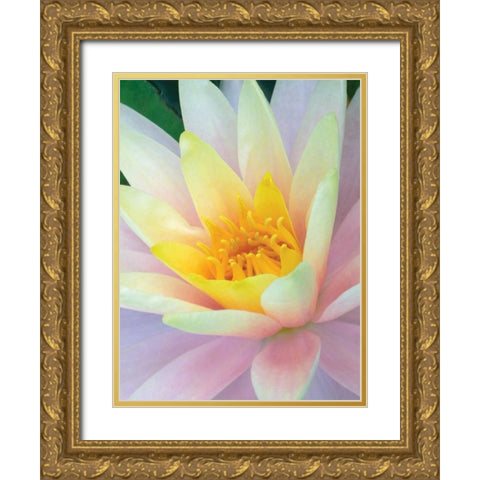 Water Lily Gold Ornate Wood Framed Art Print with Double Matting by Christensen, Jim
