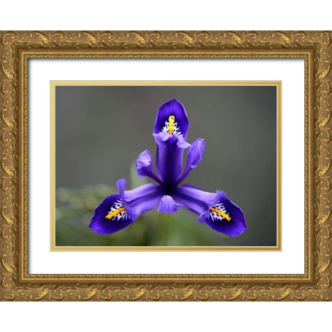 First Spring Iris Gold Ornate Wood Framed Art Print with Double Matting by Hellmann, Stan