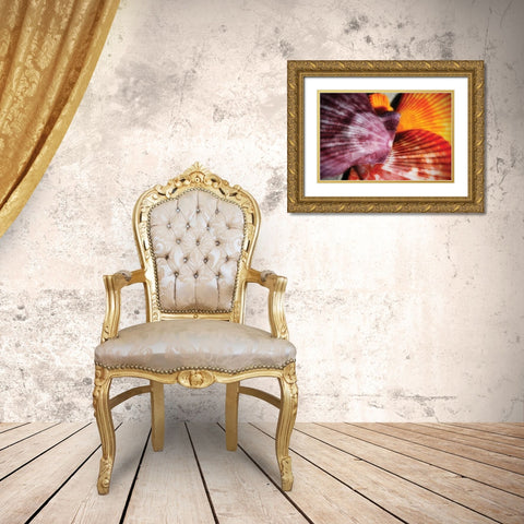 Scallops II Gold Ornate Wood Framed Art Print with Double Matting by Hausenflock, Alan