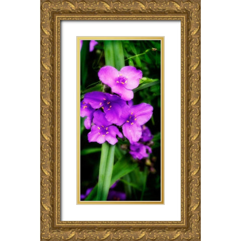 Spiderwort I Gold Ornate Wood Framed Art Print with Double Matting by Hausenflock, Alan