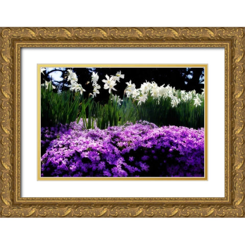 Spring Daffodils II Gold Ornate Wood Framed Art Print with Double Matting by Hausenflock, Alan