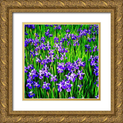 Iris Profusion Gold Ornate Wood Framed Art Print with Double Matting by Hausenflock, Alan