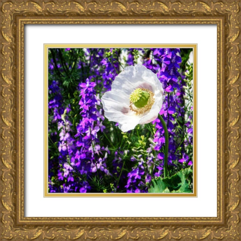 Single Poppy Gold Ornate Wood Framed Art Print with Double Matting by Hausenflock, Alan