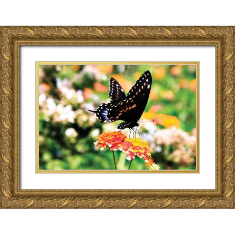 Giant Swallowtail Gold Ornate Wood Framed Art Print with Double Matting by Hausenflock, Alan
