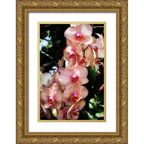 Moth Orchids V Gold Ornate Wood Framed Art Print with Double Matting by Hausenflock, Alan