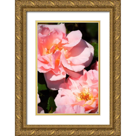Wild Roses II Gold Ornate Wood Framed Art Print with Double Matting by Hausenflock, Alan