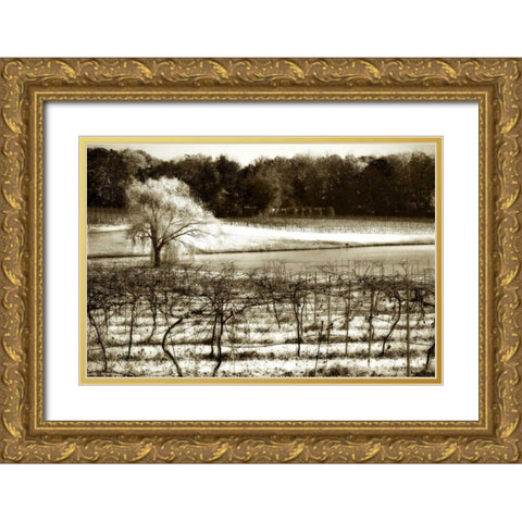 Vineyard II Gold Ornate Wood Framed Art Print with Double Matting by Hausenflock, Alan